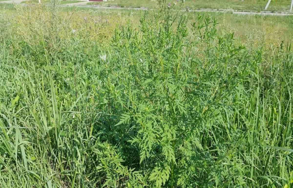 ANSA провело мониторинг амброзии в центре Молдовы - agroexpert.md