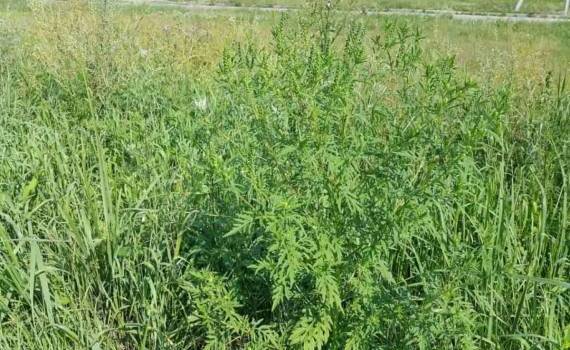ANSA провело мониторинг амброзии в центре Молдовы - agroexpert.md