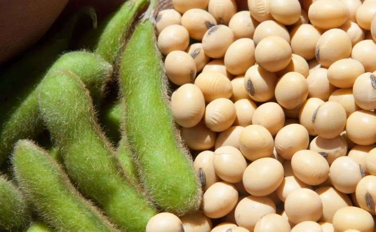 На мировых рынках соя дорожает на фоне переговоров между США и Китаем - agroexpert.md