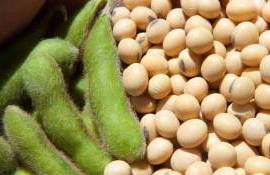 На мировых рынках соя дорожает на фоне переговоров между США и Китаем - agroexpert.md