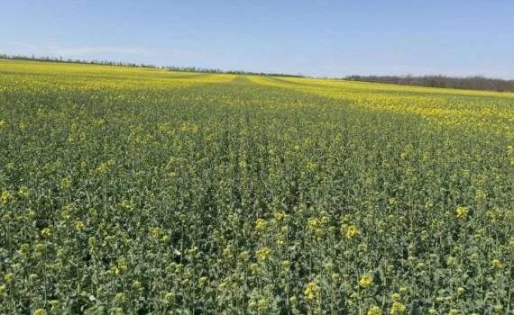В Молдове растёт площадь посевов подсолнечника и рапса на фоне засух - agroexpert.md