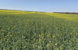 В Молдове растёт площадь посевов подсолнечника и рапса на фоне засух - agroexpert.md