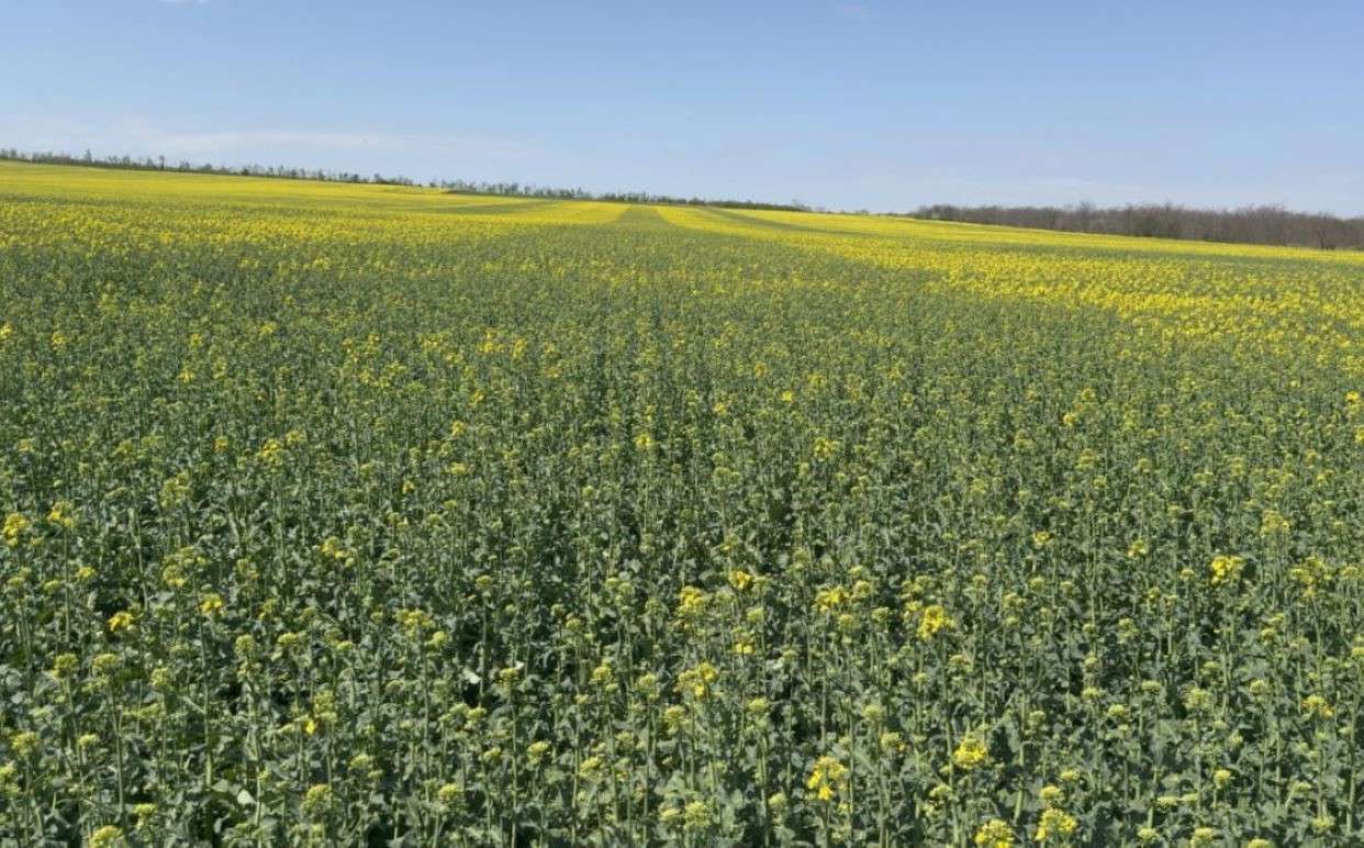 В Молдове растёт площадь посевов подсолнечника и рапса на фоне засух - agroexpert.md