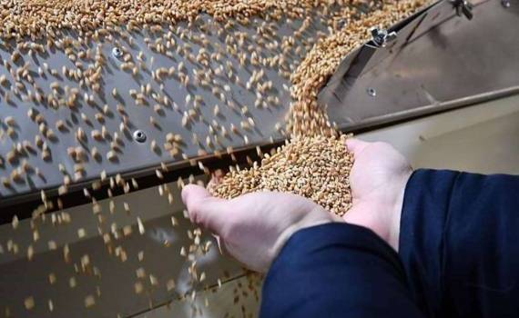 За 11 месяцев 2024/25 МГ Евросоюз сократил импорт твердой пшеницы на 20% - agroexpert.md