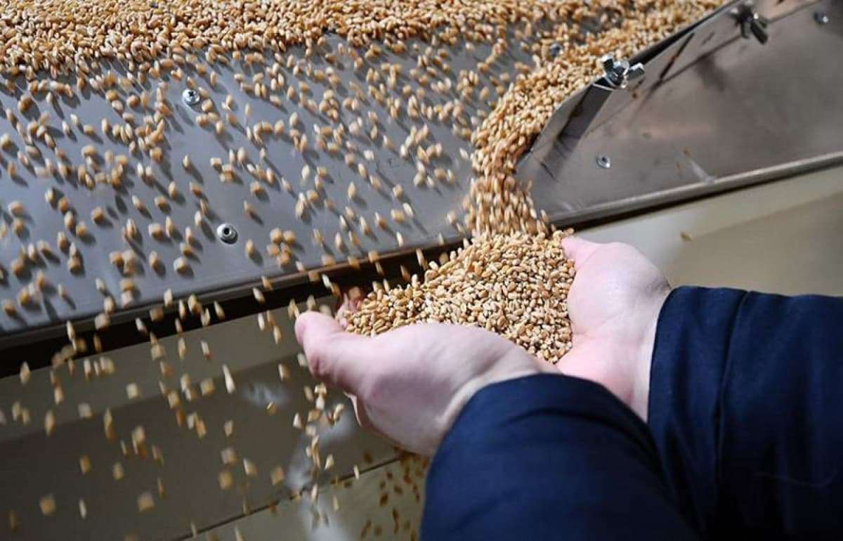 За 11 месяцев 2024/25 МГ Евросоюз сократил импорт твердой пшеницы на 20% - agroexpert.md