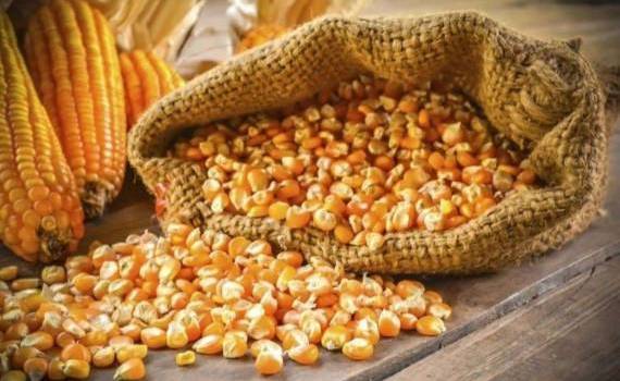 Цены на новый урожай кукурузы в Черноморском регионе ожидаются низкими - agroexpert.md