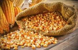 Цены на новый урожай кукурузы в Черноморском регионе ожидаются низкими - agroexpert.md
