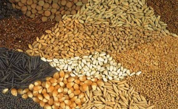 Молдова получила доступ на рынок ЕС для семян кормовых культур - agroexpert.md