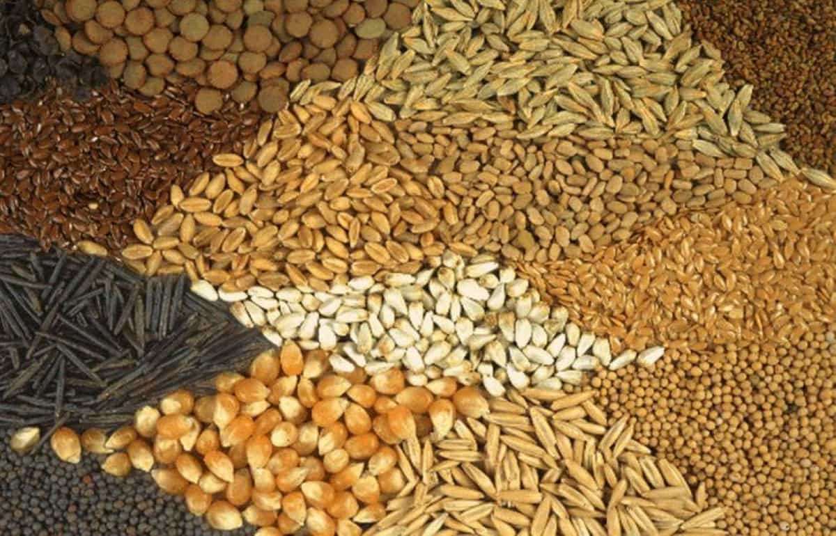 Молдова получила доступ на рынок ЕС для семян кормовых культур - agroexpert.md