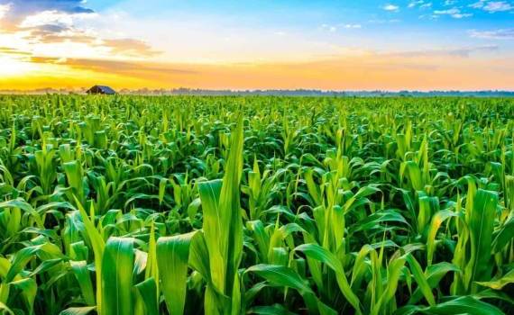 Производство кукурузы в Болгарии растет - agroexpert.md