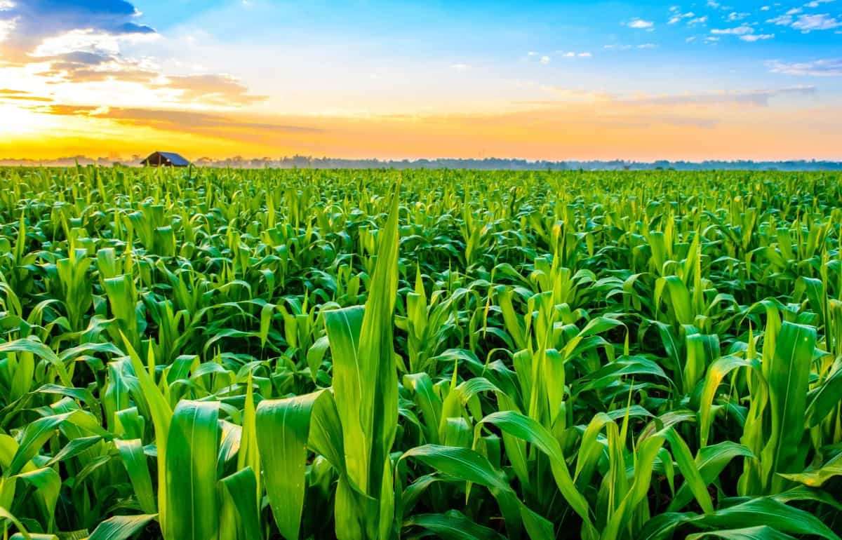 Производство кукурузы в Болгарии растет - agroexpert.md