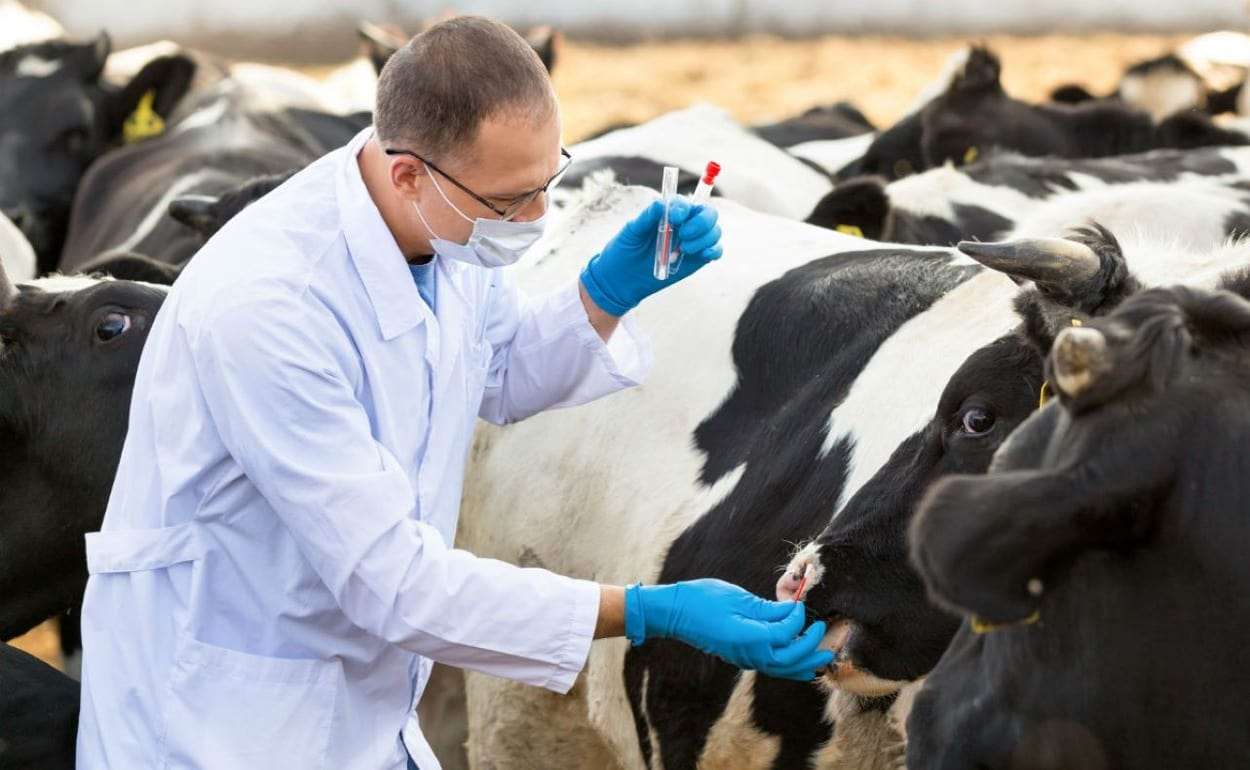 Ограничение на ввоз в Украину продукции из Европы из-за ящура отменено - agroexpert.md