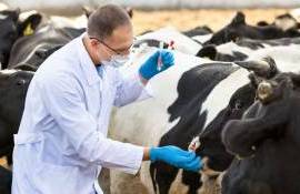 Ограничение на ввоз в Украину продукции из Европы из-за ящура отменено - agroexpert.md