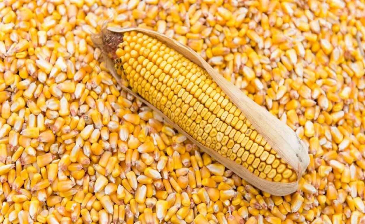 Аграрии не спешат контрактовать новый урожай кукурузы из-за низких цен - agroexpert.md