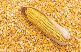 Аграрии не спешат контрактовать новый урожай кукурузы из-за низких цен - agroexpert.md