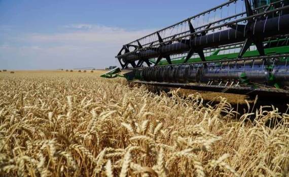 USDA увеличило оценку урожая пшеницы для Евросоюза - agroexpert.md