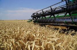 USDA увеличило оценку урожая пшеницы для Евросоюза - agroexpert.md
