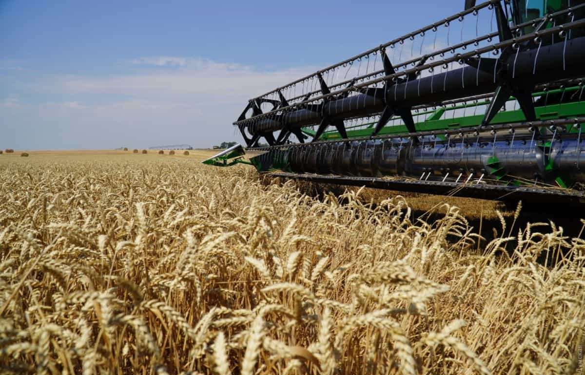 USDA увеличило оценку урожая пшеницы для Евросоюза - agroexpert.md