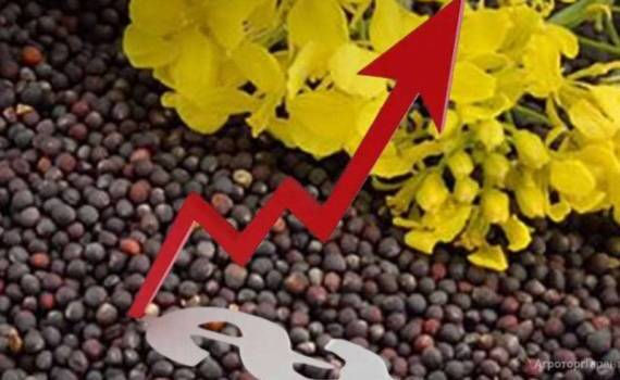 Цены на рапс подскочили на фоне высоких цен на сырую нефть - agroexpert.md