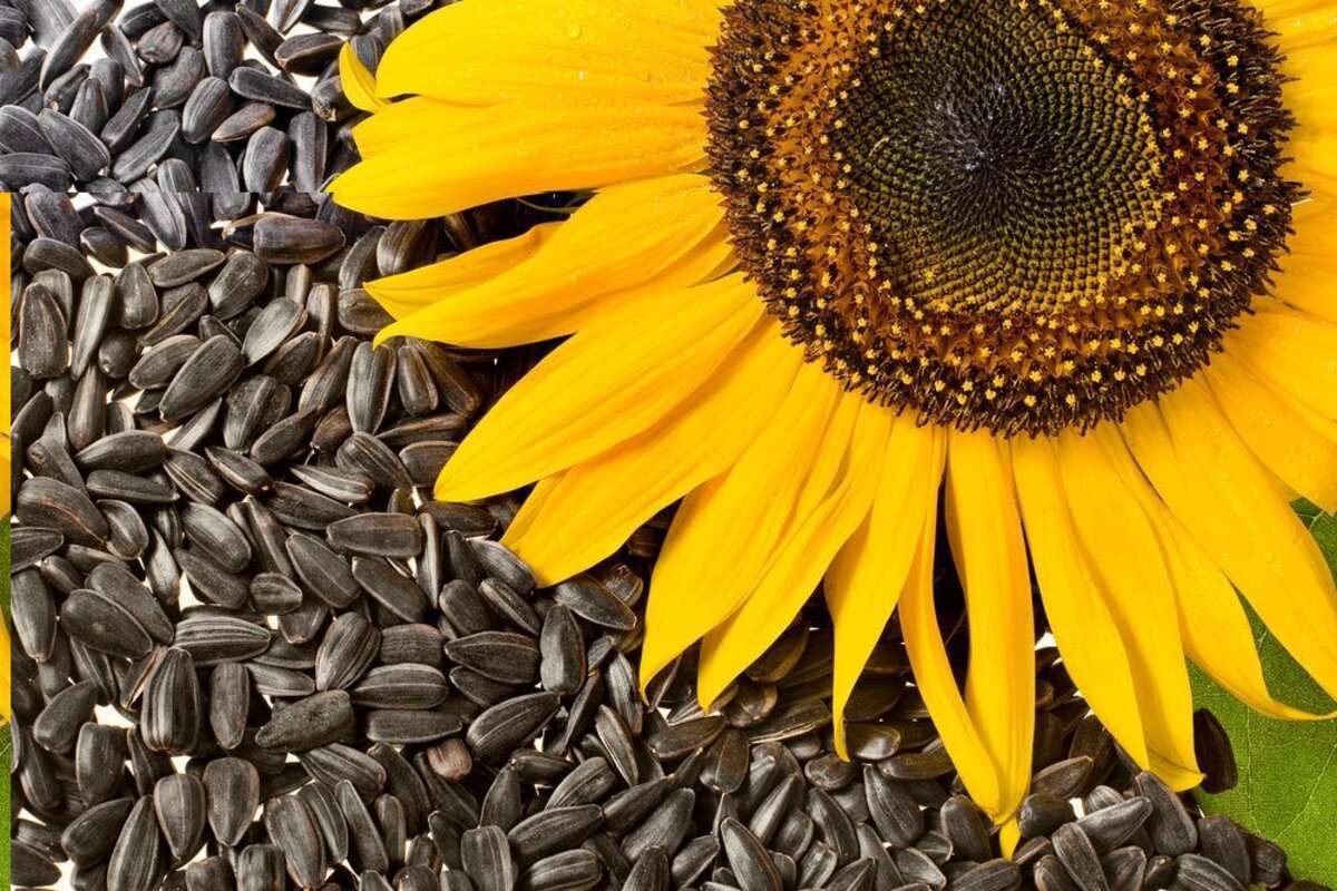 exporturi de semințe de floarea soarelui - agroexpert.md