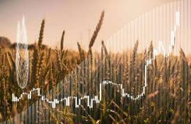 Мировой рынок зерна: в пятницу пшеница, кукуруза и соя подорожали - agroexpert.md