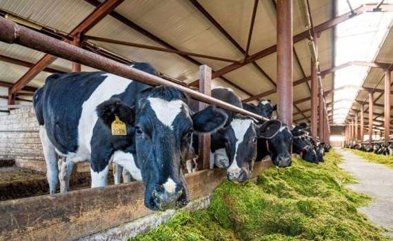 В Великобритании рост доходов фермеров обеспечил сектор животноводства - agroexpert.md