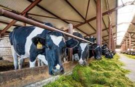 В Великобритании рост доходов фермеров обеспечил сектор животноводства - agroexpert.md