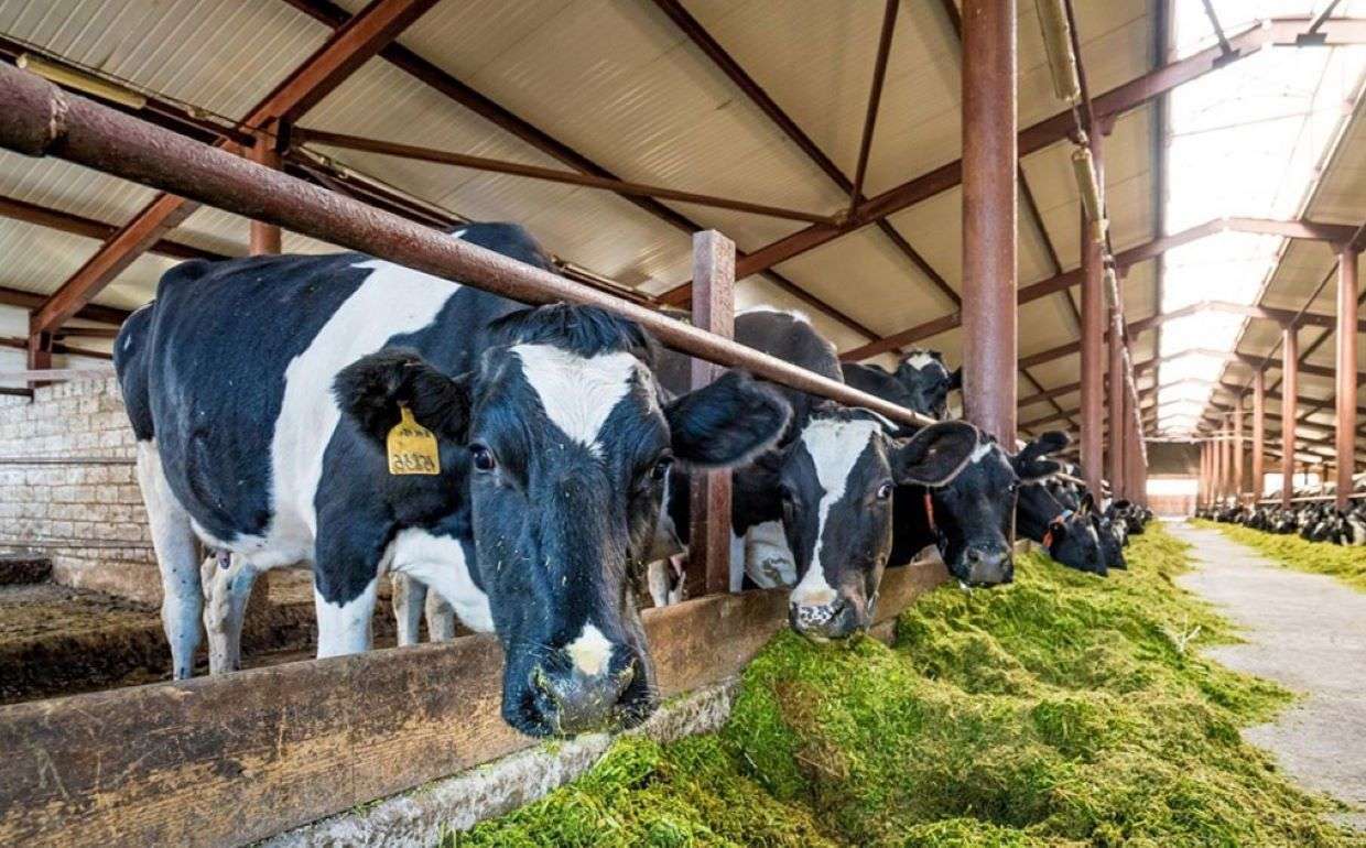 В Великобритании рост доходов фермеров обеспечил сектор животноводства - agroexpert.md