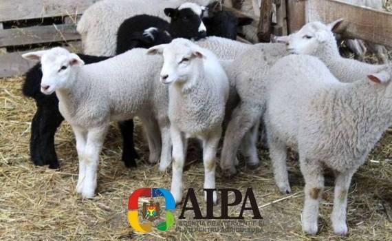 В Молдове стартует новый этап субсидирования животноводов - agroexpert.md