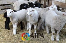 В Молдове стартует новый этап субсидирования животноводов - agroexpert.md