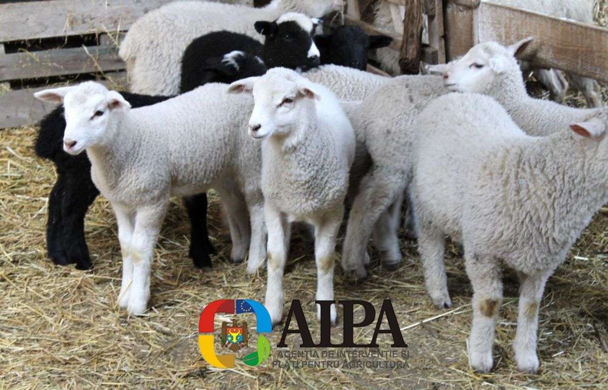 В Молдове стартует новый этап субсидирования животноводов - agroexpert.md