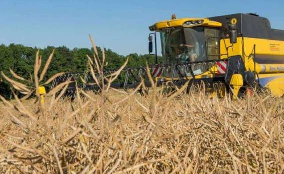 Засуха в Европе снижает прогнозы на урожай рапса в этом сезоне - agroexpert.md   