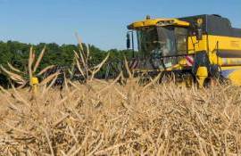 Засуха в Европе снижает прогнозы на урожай рапса в этом сезоне - agroexpert.md   