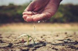 17 iunie – Ziua Mondială pentru Combaterea Deșertificării și a Secetei - agroexpert.md