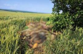 ANSA, PPA, CARANTINĂ, PORCI - AGROEXPERT.MD