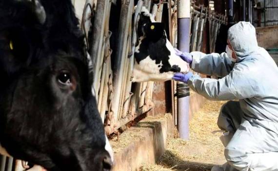 В Венгрии и Словакии удалось остановить распространение ящура - agroexpert.md