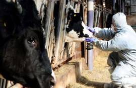 В Венгрии и Словакии удалось остановить распространение ящура - agroexpert.md