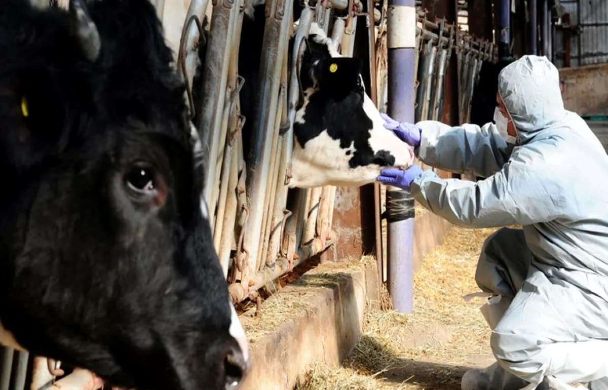 В Венгрии и Словакии удалось остановить распространение ящура - agroexpert.md