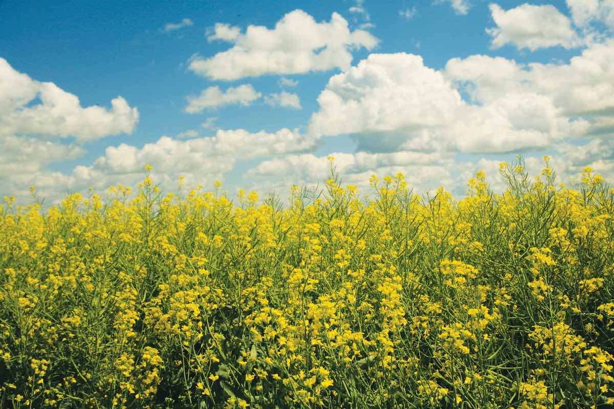 Fermierii sporesc securitatea alimentară prin cultivarea rapiței  Corteva - agroexpert.md