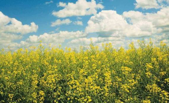 Fermierii sporesc securitatea alimentară prin cultivarea rapiței Corteva - agroexpert.md