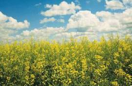 Fermierii sporesc securitatea alimentară prin cultivarea rapiței  Corteva - agroexpert.md