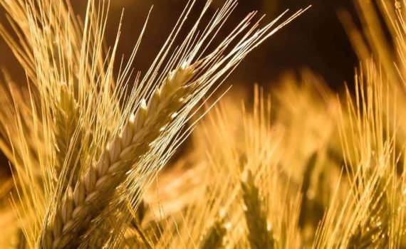В Молдове снижается интерес к выращиванию ржи и ячменя - agroexpert.md