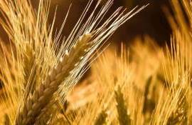В Молдове снижается интерес к выращиванию ржи и ячменя - agroexpert.md
