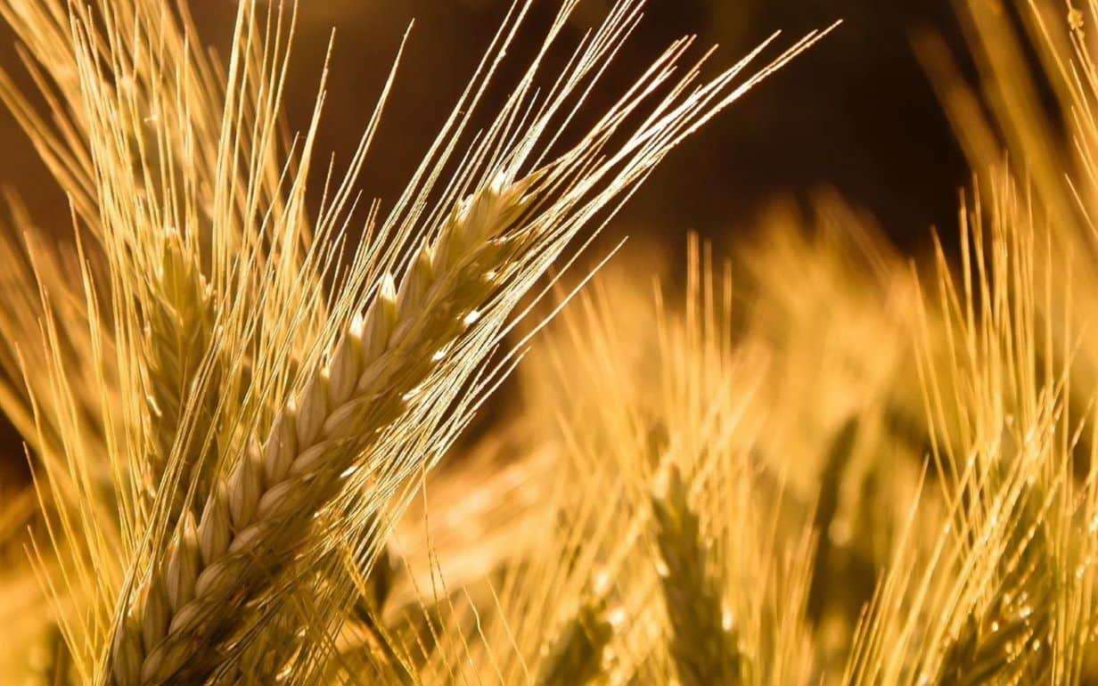 В Молдове снижается интерес к выращиванию ржи и ячменя - agroexpert.md