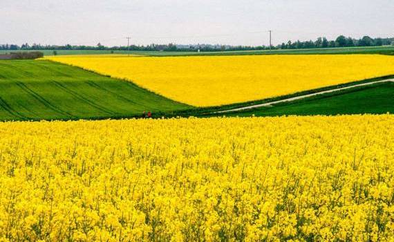 Румыния ожидает рекордных урожаев пшеницы и рапса - agroexpert.md