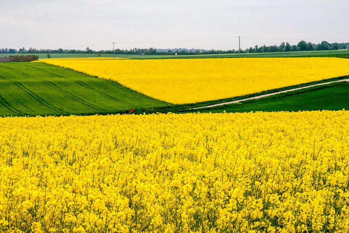 Румыния ожидает рекордных урожаев пшеницы и рапса - agroexpert.md