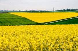 Румыния ожидает рекордных урожаев пшеницы и рапса - agroexpert.md