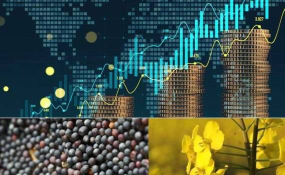 Стоимость рапса на бирже Euronext закрепляется выше 490 евро за тонну - agroexpert.md