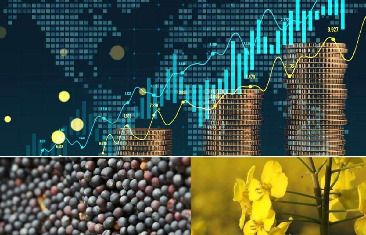 Стоимость рапса на бирже Euronext закрепляется выше 490 евро за тонну - agroexpert.md