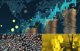 Стоимость рапса на бирже Euronext закрепляется выше 490 евро за тонну - agroexpert.md
